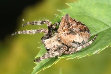 Araneus angulatus Copyright: Peter Harvey