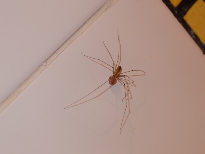 Pholcus phalangioides carrying eggs bathroom Copyright: Lucy Bishop