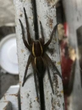 Raft spider in my Garage Copyright: Jeff Champion