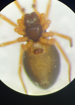 Baryphyma maritimum female Copyright: Vicky Gilson