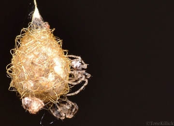Ero aphana egg sac with newly hatched spiderlings. Copyright: Tone Killick