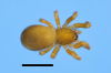 Centromerus levitarsis female