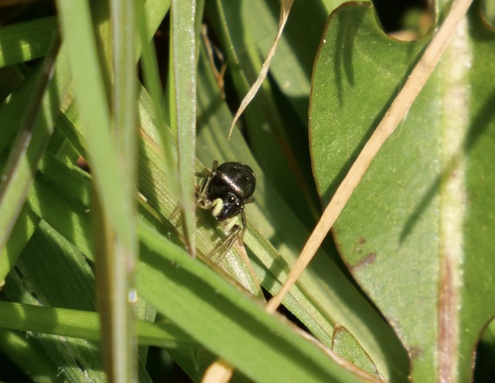 Tiny Iridescent Spider Copyright: Simon Tagney