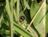 Tiny Iridescent Spider