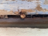 Spider in outhouse 1