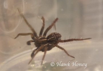 Pardosa monticola Copyright: Hawk Honey