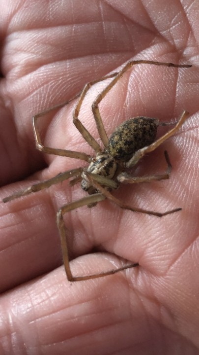 Torquay Spider Copyright: Gordon Simpson