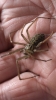 Torquay Spider