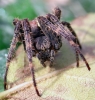 Female Araneus diadematus