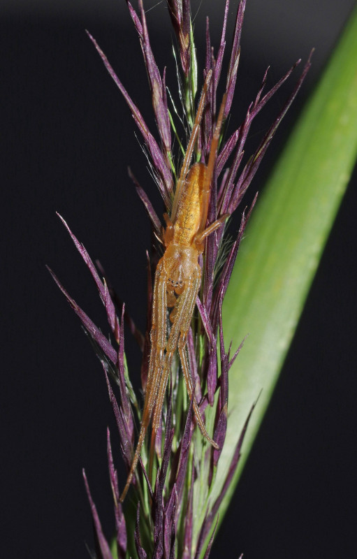 Tetragnatha striata male MW Copyright: Michael Waite