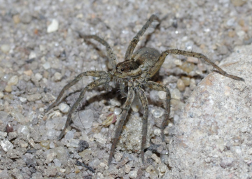 Pardosa purbeckensis female MW Copyright: Michael Waite