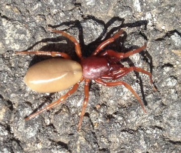 Woodlouse Spider on the pavement Copyright: Gareth Carr