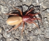 Woodlouse Spider on the pavement