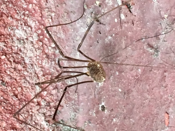 Harvestman Spider on my back step Copyright: Danielle Loxley