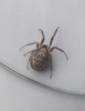 Unknown Spider 1001
