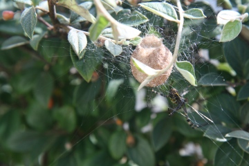 Wasp spider and egg sack Copyright: Charles Pizzey