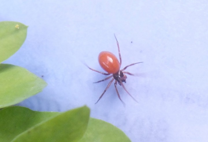 Unidentified red spider ID anyone Copyright: Chad Hesdon