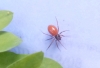 Unidentified red spider ID anyone