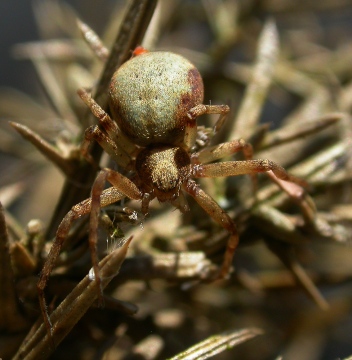 Female Philodromus cespitum Copyright: Nik Nimbus