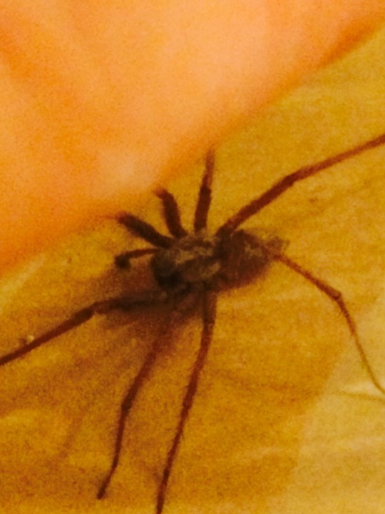 Large house spider sheffield Copyright: Tania Hide