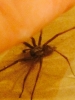 Large house spider sheffield