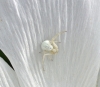 Misumena white coloration