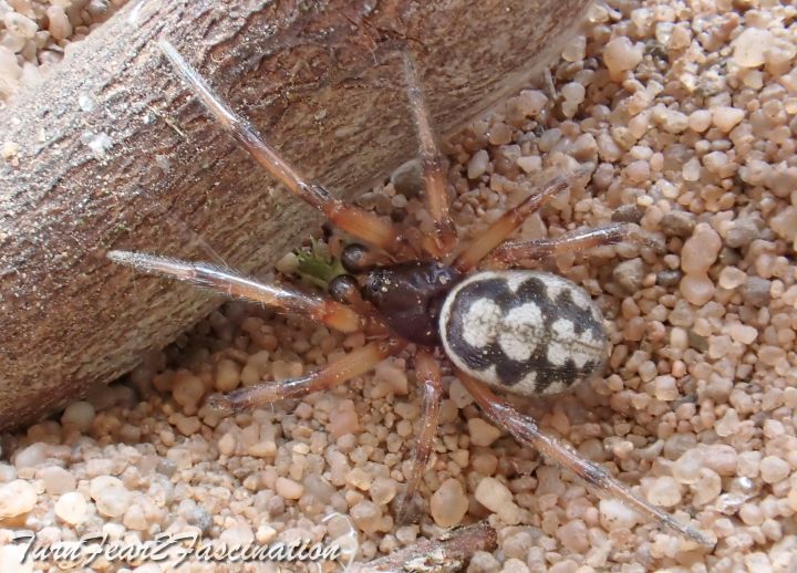 Steatoda albomaculata sub male Copyright: Tone Killick