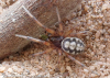 Steatoda albomaculata sub male