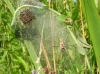 Pisaura mirabilis guarding nursery web
