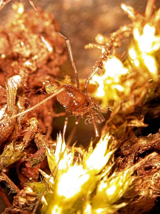 Sabacon viscayanum ramblaianum Female in moss Copyright: Peter Nicholson
