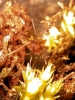 Sabacon viscayanum ramblaianum Female in moss
