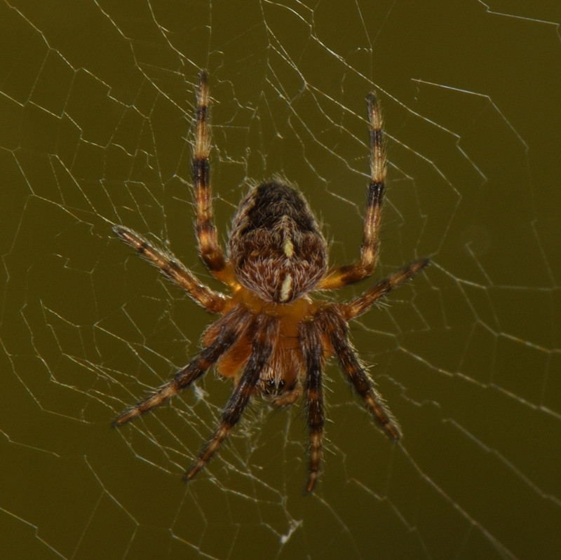 Small Spider No. 1. Length 2-2.5mm Copyright: Geoffrey Randall