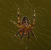 Small Spider No. 1. Length 2-2.5mm