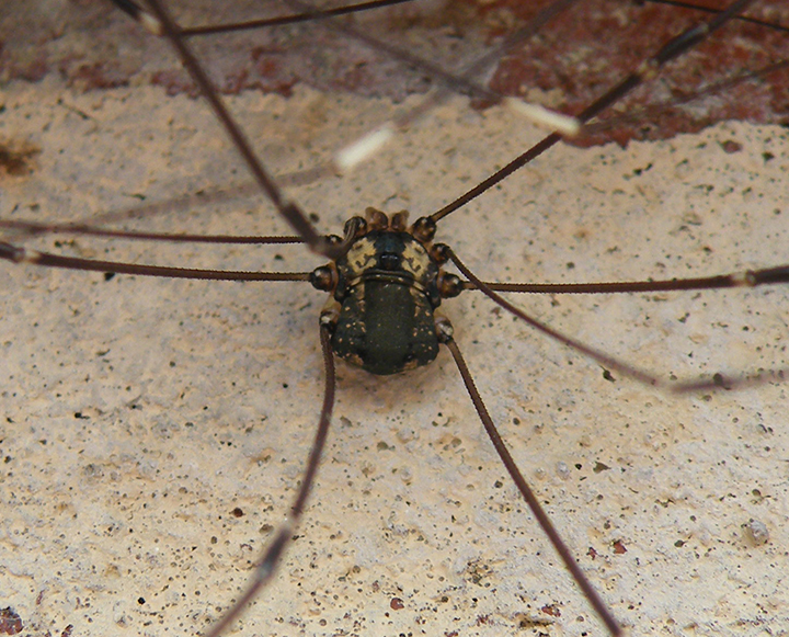Leiobunum sp. A Macro Jul-2025 Copyright: Benjamin Green
