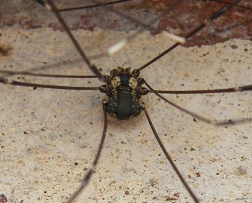 Leiobunum sp. A Macro Jul-2025 Copyright: Benjamin Green