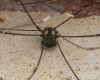 Leiobunum sp. A Macro Jul-2025