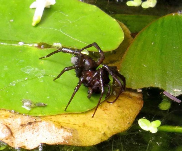 Water Spider Copyright: Andy Pay