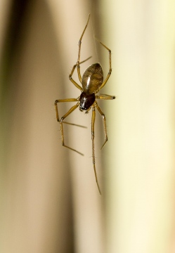 Bathyphantes gracilis female Copyright: Evan Jones