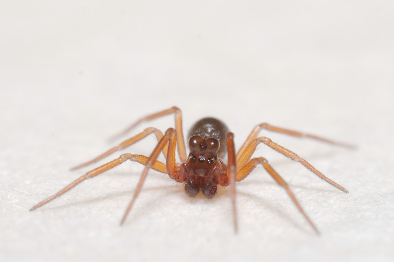 Thyreosthenius biovatus male Copyright: Esmond Brown