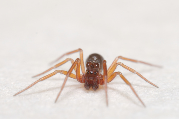 Thyreosthenius biovatus male Copyright: Esmond Brown