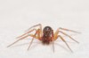 Thyreosthenius biovatus male