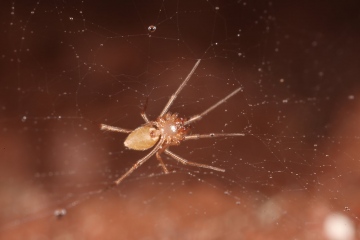 Porrhomma rosenhaueri female Copyright: Richard Gallon