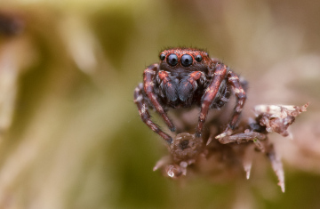 Attulus caricis male Copyright: James Chisnall