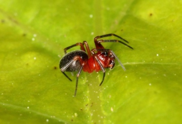 Trematocephalus cristatus male Copyright: Peter Harvey