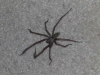 Spiders in my house