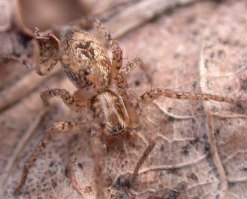 Anyphaena accentuata immature Copyright: Martin Askins