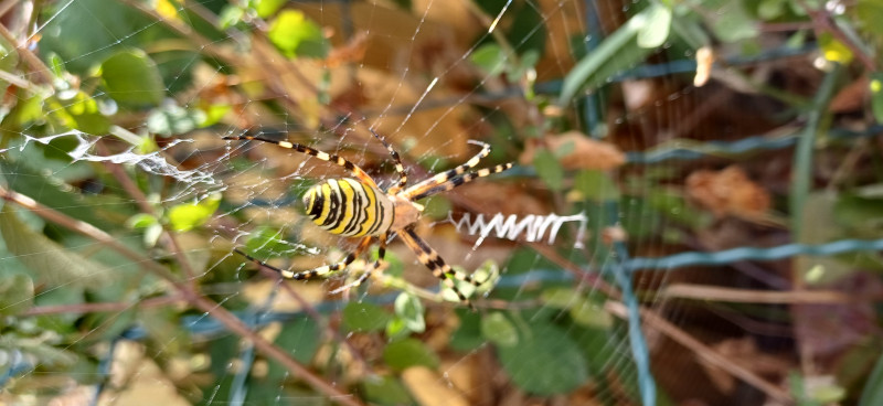 Wasp spider Heston Middlesex 29.08.25 Copyright: Amanda Timpson