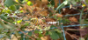 Wasp spider Heston Middlesex 29.08.25