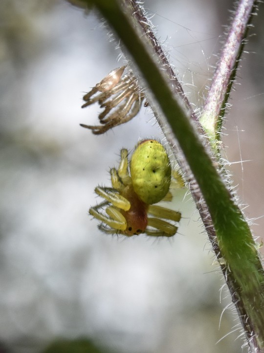 Araniella cucurbitina sensu lato - molting Copyright: Paul Miller