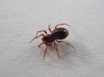 Troxochrus scabriculus female Copyright: Tylan Berry